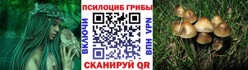 Галлюциногенные грибы Psilocybe  магазин продажи   Гусь-Хрустальный 